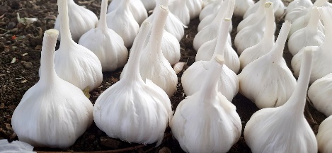 A Grade Garlic (Riyawan Silver, Packaging Size: 50 kg at Rs 140/kg in Sehore