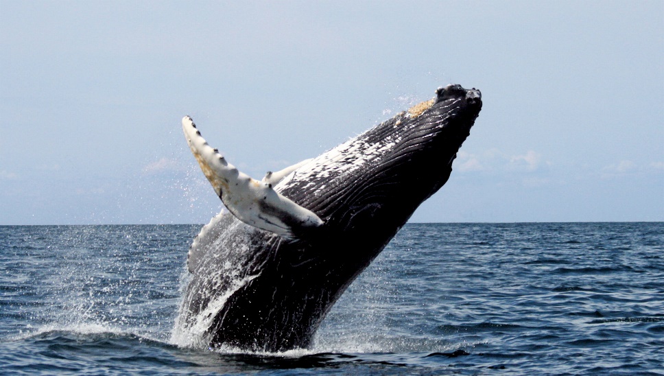 Baleen Whales Introduction - Whales Forever