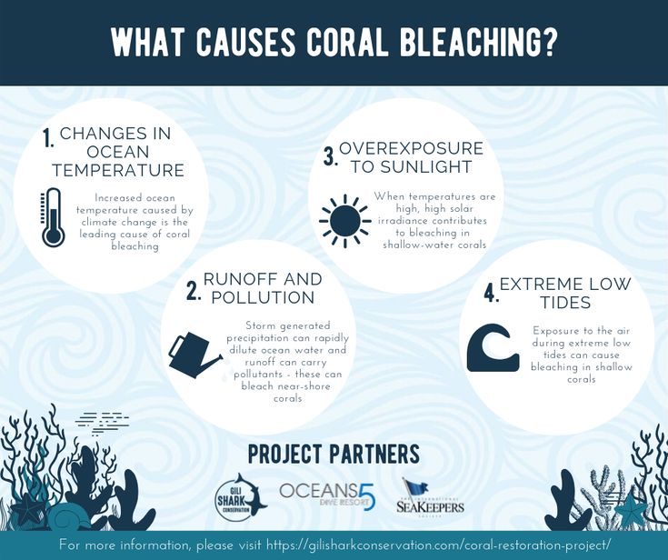 Causes of coral bleaching 🐚💙 | Coral bleaching, Coral reef bleaching,  Coral reef drawing