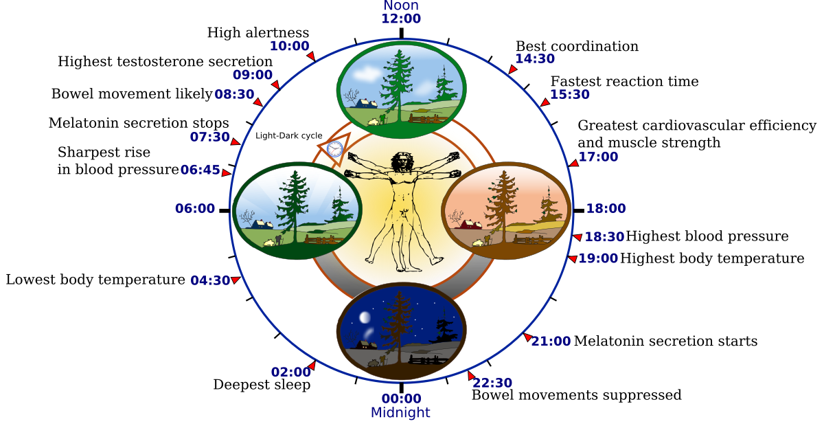 Circadian rhythm - Wikipedia