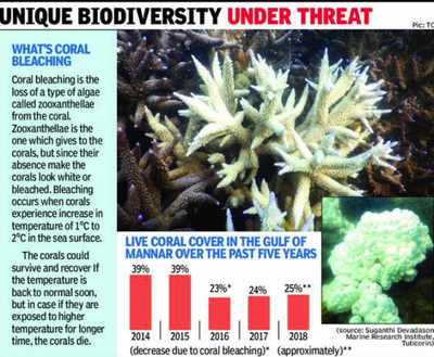 Coral reefs in the Gulf of Mannar suffer mass bleaching as temperature  rises | Madurai News - Times of India