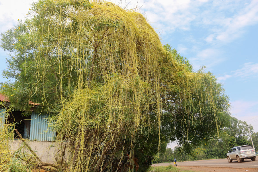 Cuscuta reflexa (dodder) | CABI Compendium