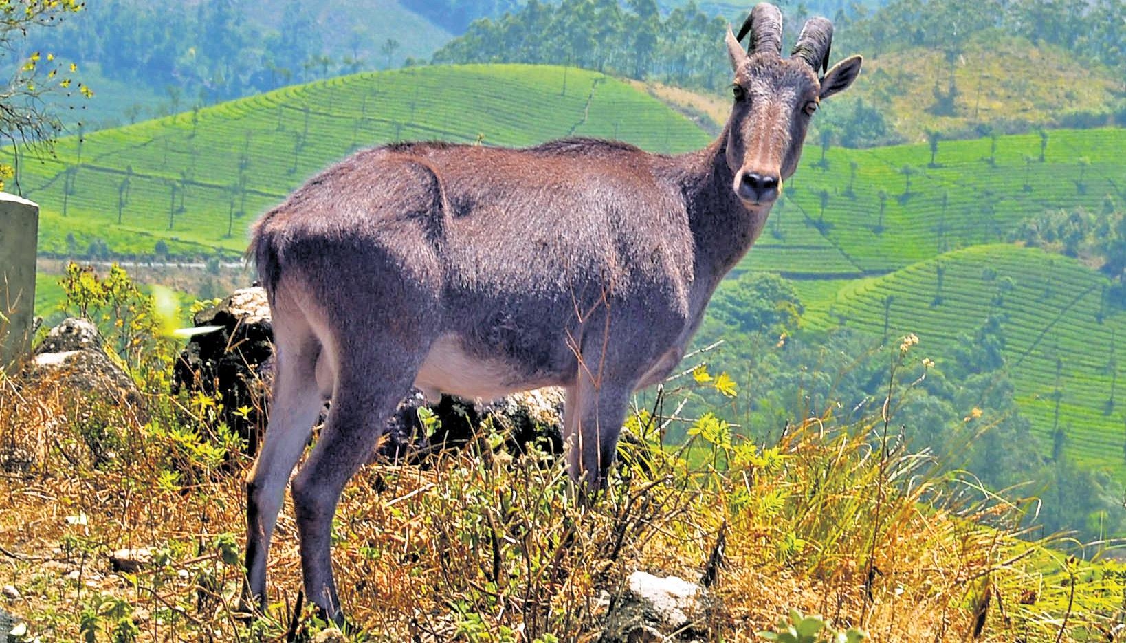 Go-a-t idea! 1st synchronised census of Nilgiri Tahr in TN, Kerala on anvil