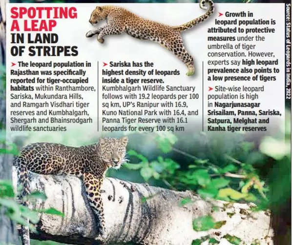 Highest leopard density in India at Sariska tiger reserve | Jaipur News -  Times of India