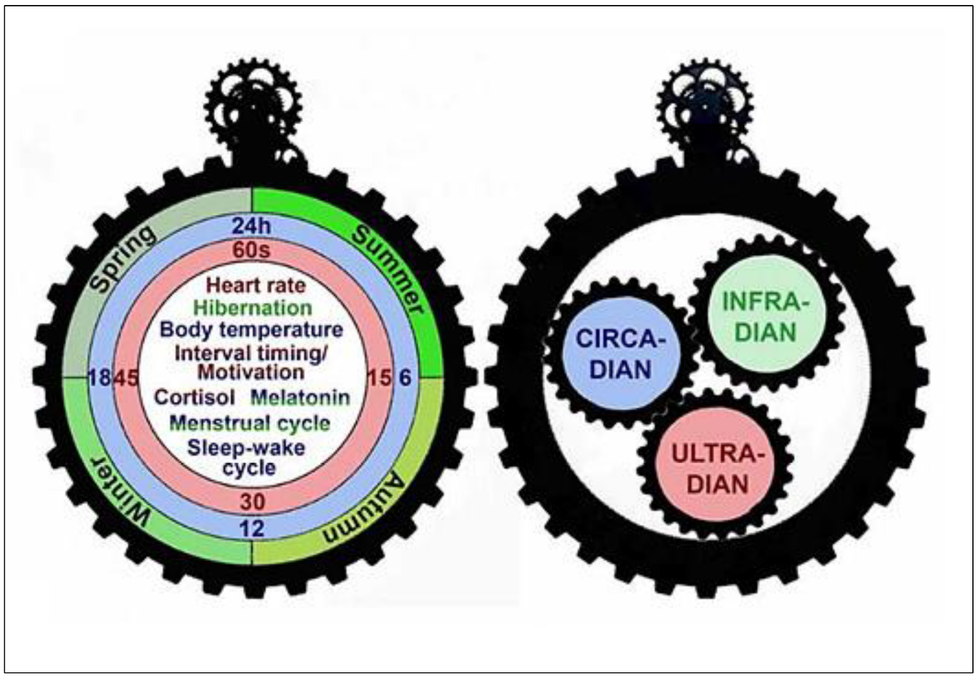 IJMS | Free Full-Text | Physiological Rhythms and Biological Variation of  Biomolecules: The Road to Personalized Laboratory Medicine