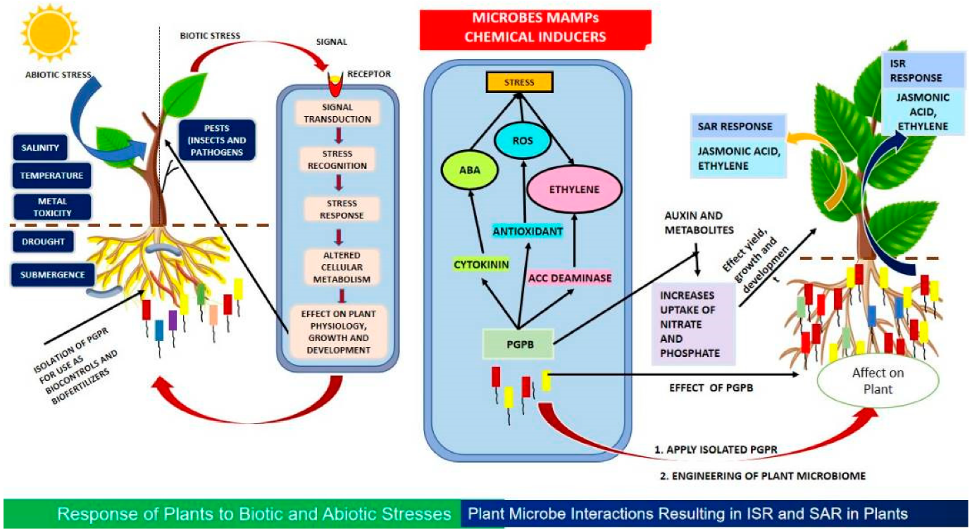 Plants | Free Full-Text | The Microbial Connection to Sustainable Agriculture