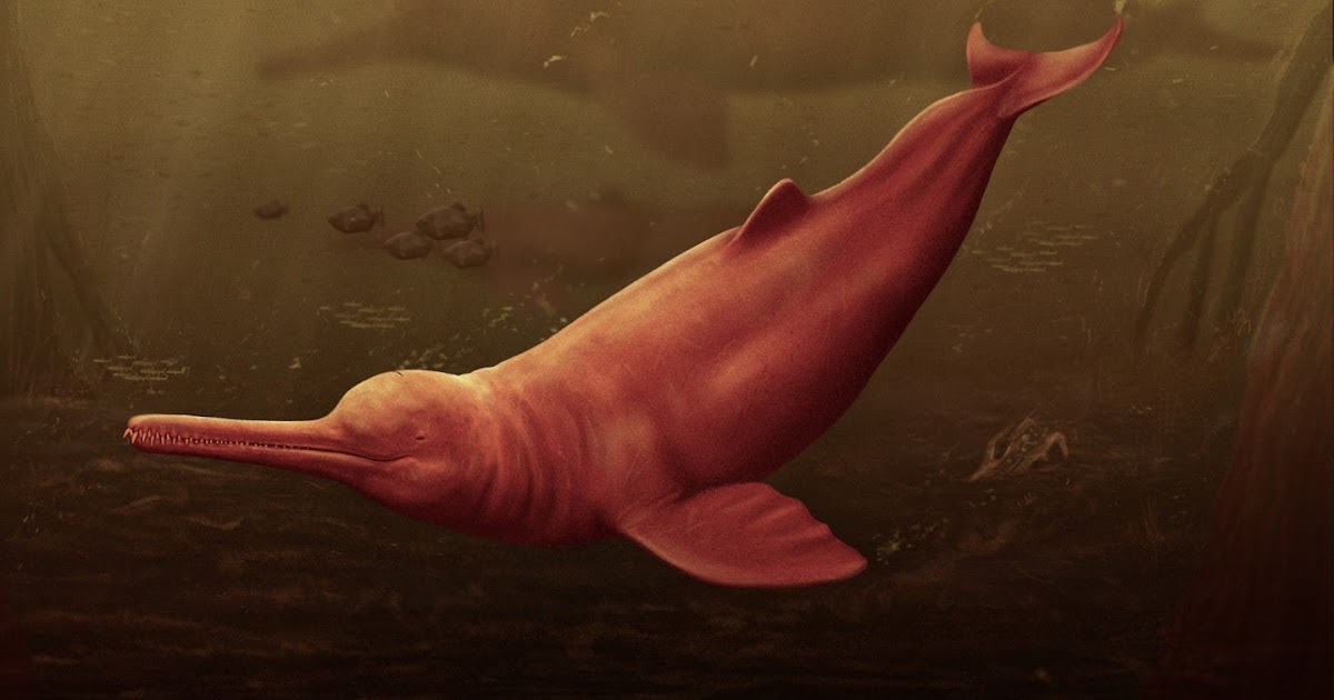 Species New to Science: [PaleoMammalogy • 2024] Pebanista yacuruna • The  Largest Freshwater Odontocete (Odontoceti: Platanistidae) : A South Asian  River Dolphin relative from the proto-Amazonia