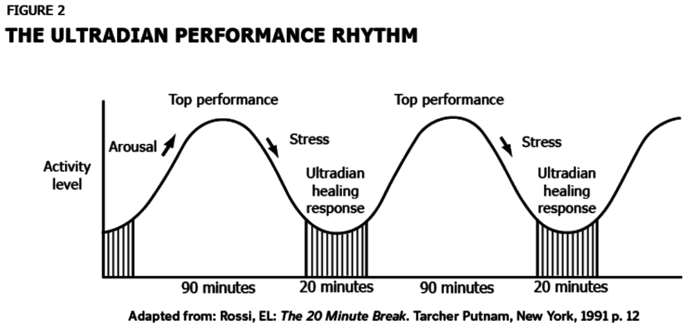 Tapping Into Your Ultradian Rhythms For Max Productivity