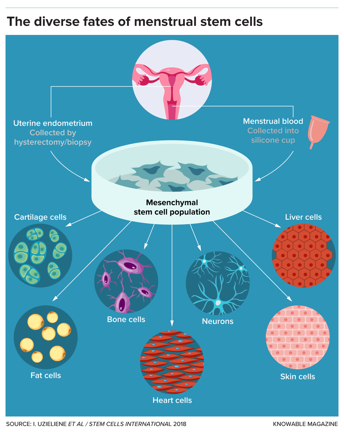 The untapped potential of stem cells in menstrual blood - The Hindu