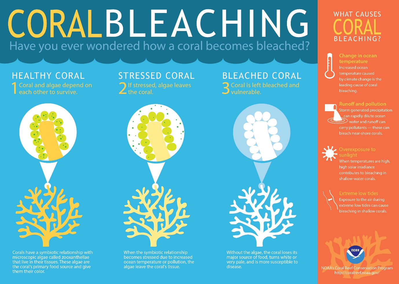 What is coral bleaching?