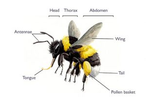 What makes a bumble bee? – Bumble bees of Unama'ki