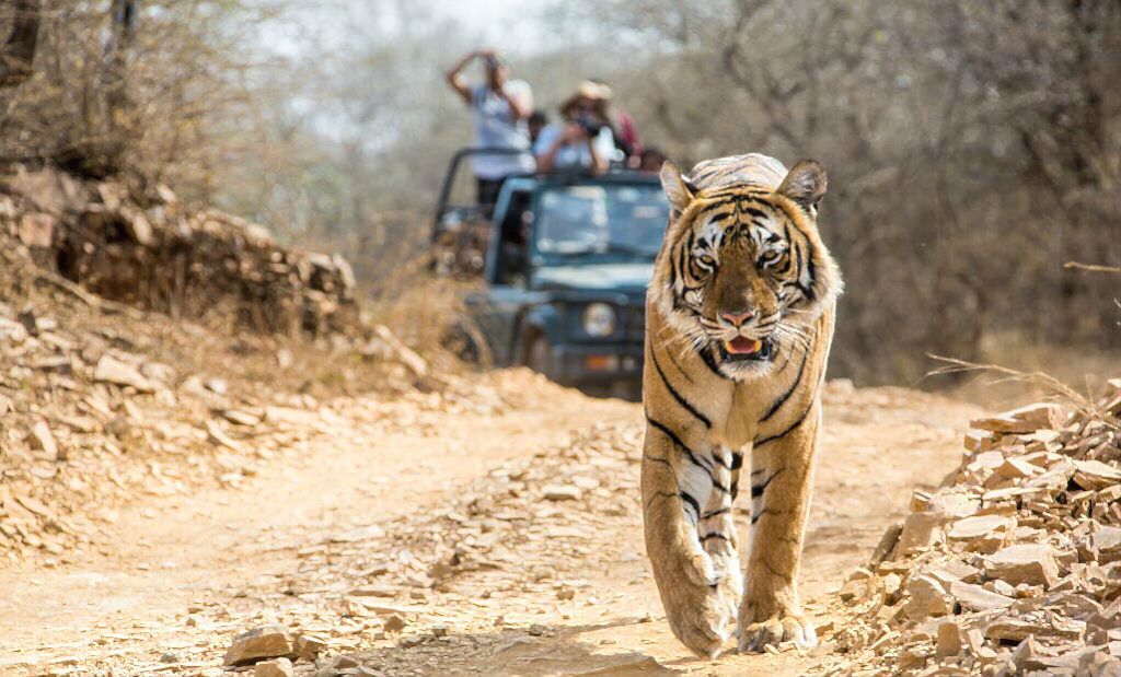 Bhadra Wildlife Sanctuary | Kudremukh National Park - Chikmagalur