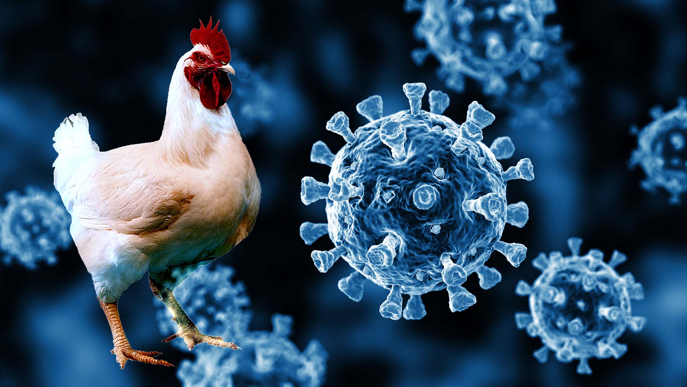 Indian Poultry Industry has geared up to meet the challenges posed by COVID | Benison Media