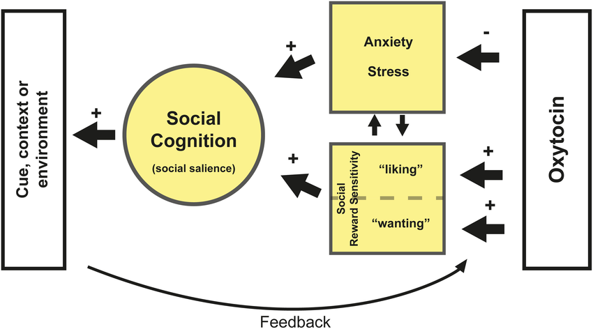 Oxytocin reduces anxiety and stress for social interaction and... |  Download Scientific Diagram