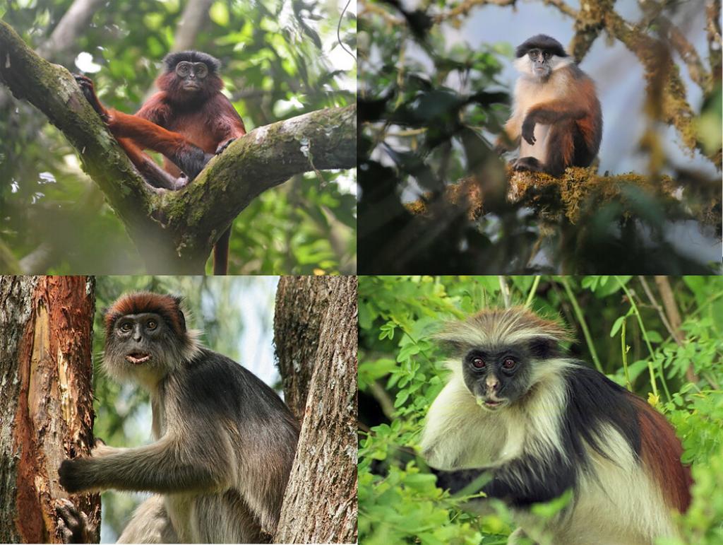 Red Colobus: Conserving these Old World primates could help save Africa's tropical  forests, says study